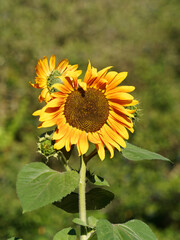 Helianthus annuus | Beautiful ornamental sunflowers with yellow ray flowers ar the top of an unbranched stem with broad, coarsely toothed leaves