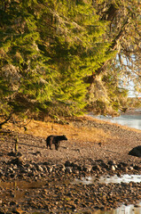 Black bears on the coast