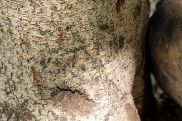Ants that perch at the base of the tree.