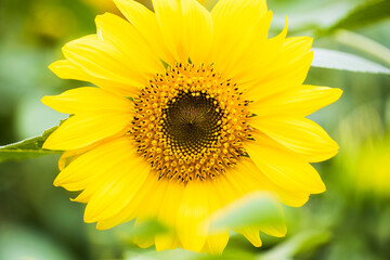 Fototapeta premium sunflowers in a field
