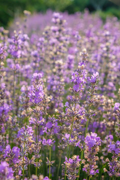 Dewy lavender. Vertical image.