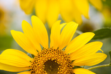 sunflowers in a field