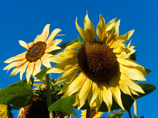 Horticural variety of Sunflower under blue sky. Close up on flowerheads and detail of head in disk's shape displaying florets in spirals 