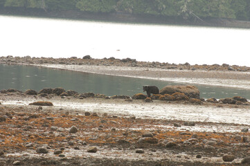 Black bears on the coast