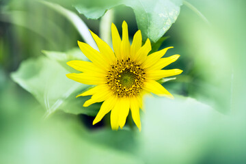 sunflowers in a field