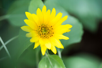 sunflowers in a field