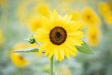 sunflowers in a field