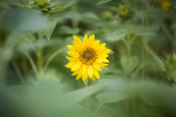 sunflowers in a field