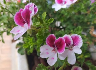 Pelargonium Angel Eyes , white-pink blooming geranium with flowers and leaves in the garden outdoors, blossom. Natural background, close up.
