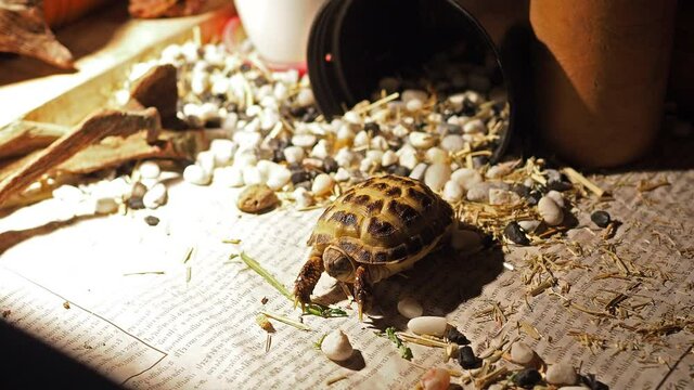 Russian tortoise kid eating morning glory vegetable feed indoor inside wood box with light bulb uva, uvb and heat for health.