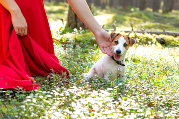 A dog Jack Russell is sitting on a sunny forest glade, looking at camera, stuck out her tongue, smiling. A girl in a long red dress strokes a dog. A concept of love for pets. Dog day. Walk in a dog.