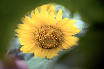 sunflowers in a field