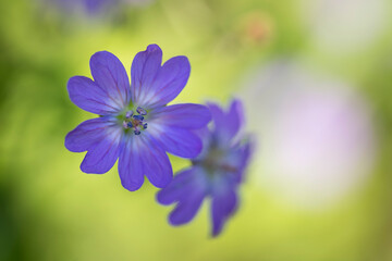 Violet meadow flower close-up,Botany.