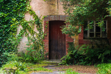 Fototapeta na wymiar old door covered by ivy plant