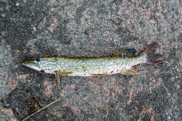 Large pike fish