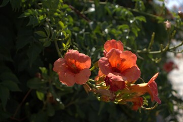 Obraz premium Nature blooming beautiful red flowers on a background of green leaves summer time background for wallpaper