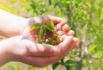 Kids hand holding young branch of bush with sunlight on green nature background. Concept of ecology and love of nature.