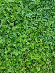 Tiny field leaves of meadow plants. Green natural background