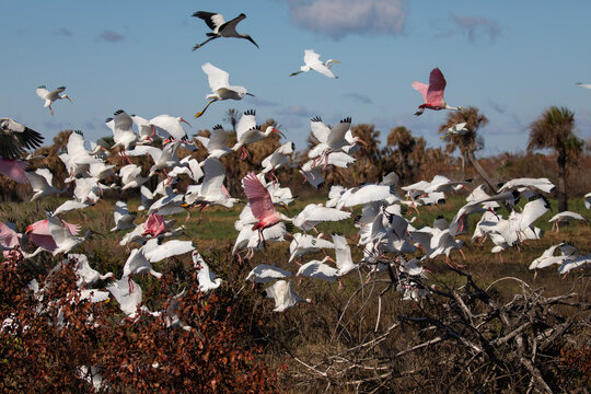 Bird Feeding Frenzy Flock 