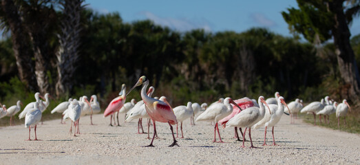 Fototapeta premium Roseate Spoonbills & White Ibis on road