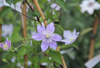 flower, nature, pink, flowers, plant, garden, green, spring, blossom, purple, bloom, flora, summer, beauty, wild, beautiful, close-up, macro, floral, blooming, leaf, color, tree, petal, botany