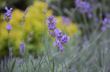 lavender, flower, purple, nature, flowers, plant, garden, green, field, bloom, spring, flora, summer, herb, blossom, floral, beautiful, beauty, natural, macro, wild, blue, violet, blooming, aroma