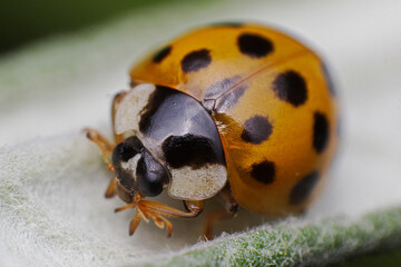 Eastern ladybug on a leaf