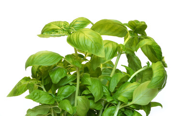 Fresh sprigs of basil isolated on white background. basic ingredient for famous pesto sauce. Original dish pesto alla genovese is a sauce originating in Genoa.