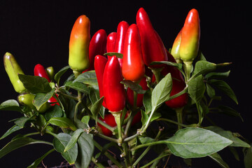 Acapulco Red Ornamental Pepper isolated on black background. The Acapulco Pepper is an aromatic...