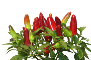 Acapulco Red Ornamental Pepper isolated on white background. The Acapulco Pepper is an aromatic...
