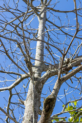 Tronco e galhos de uma árvore sem folhas com céu azul. Tarde de outono.