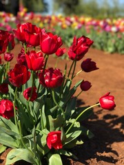 red and white tulips