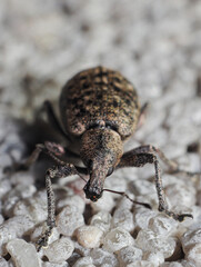 Little beetle on the wall