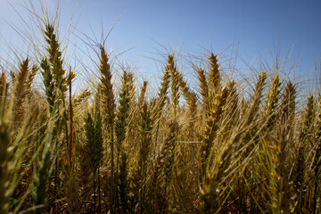 field of wheat