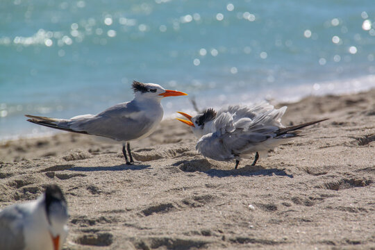Passaros brigando por alimento na praia. Passaros acasalando. Aves em tarde ensolarada.