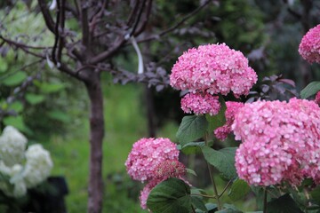 flower, pink, nature, flowers, spring, garden, plant, green, blossom, purple, lilac, bloom, beauty, floral, summer, flora, blooming, beautiful, closeup, petal, tree, leaves, natural, macro, season, hy