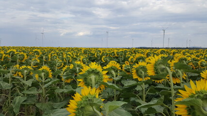 Windkraftwerke im Sonnenblumen-Feld - Österreich