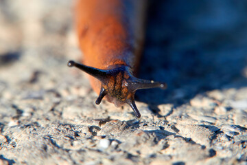 Red snail also slug ( Arion rufus ) on a stone path, photographed from the front, macro shot. Germany, Europe.