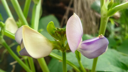 spring crocus flower