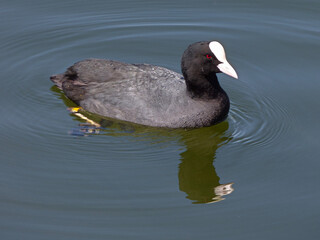 black duck swimming in the water