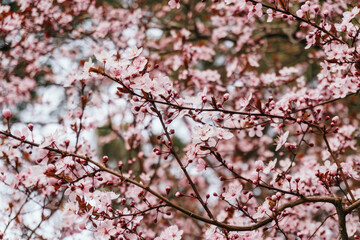 Blossoming cherry tree branches in front of a church: spring time concept