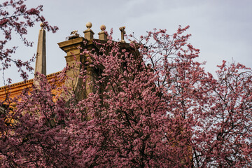 Blossoming cherry tree branches in front of a church: spring time concept
