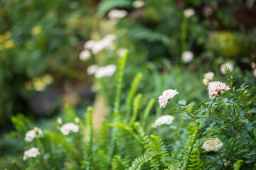 Beautiful white roses flower in the garden