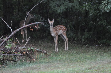 deer in the woods