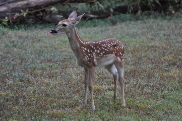young deer in the forest
