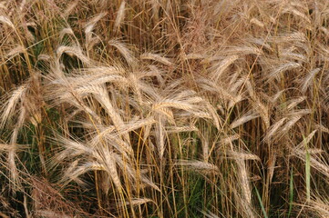 Golden triticale grain and straw cereal waiting for harvest in summer