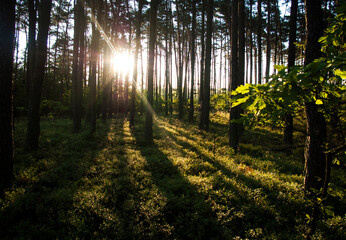 Blnding sun shining through trees in the wild green forest. Sunset / sunrise in the woods in spring / summer morning / evening/ day in Europe