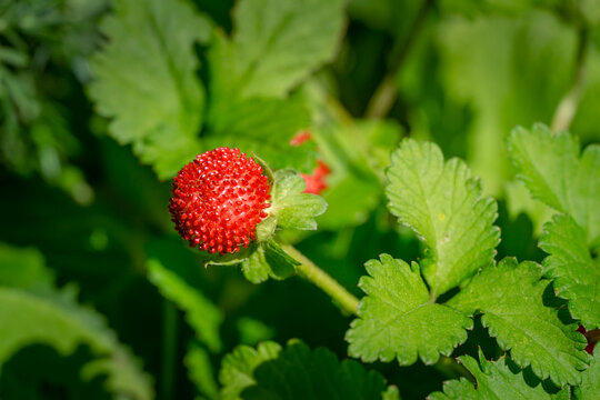 Red Duchesnea Indica berry witn green leaves in the garden. Duchesnea Indica (Potentilla indica) known commonly as mock strawberry Indian-strawberry or false strawberry.