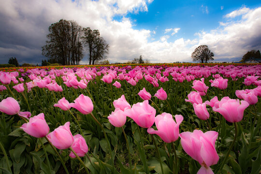 A Large Field Of  Wind Blown Pink Tulips Near Woodburn, Oregon