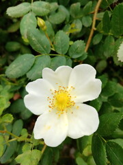 yellow flower in the garden